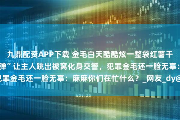 九鼎配资APP下载 金毛白天酷酷炫一整袋红薯干，结果半夜一个大“毒气弹”让主人跳出被窝化身交警，犯罪金毛还一脸无辜：麻麻你们在忙什么？_网友_dy@_素材